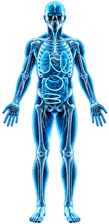 Human Body Model